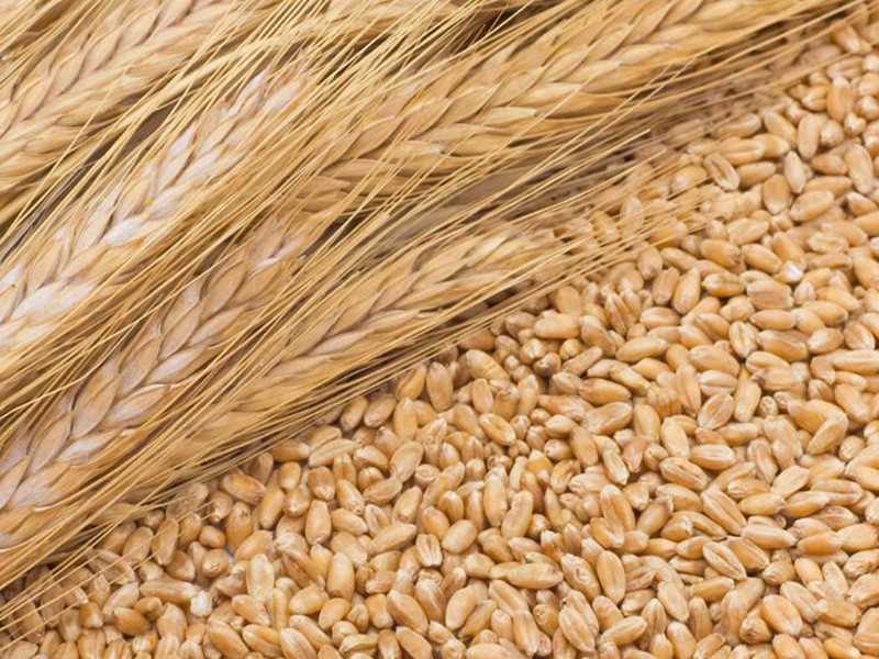 糧食重金屬檢測(cè)儀可以檢測(cè)糧食制品嗎