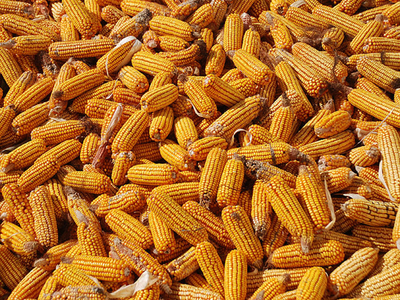 怎么判斷玉米有沒(méi)有黃曲霉毒素 怎么判斷玉米有沒(méi)有黃曲霉毒素