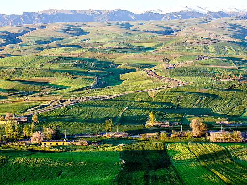 土壤有機(jī)質(zhì) 土壤有機(jī)質(zhì)