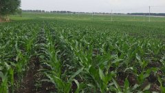 測土儀能彌補(bǔ)莊稼的不足嗎？