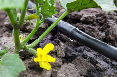 土壤水分測定儀測定不同時(shí)期作物需水量