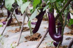 不平衡的土壤養(yǎng)分有什么不利影響