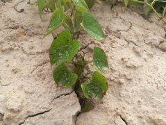 精準(zhǔn)灌溉土壤水分測量儀