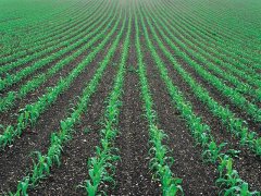 土壤墑情監(jiān)測(cè)儀，為實(shí)現(xiàn)節(jié)水增糧奠定基礎(chǔ)